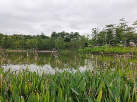 公园 春色 自然风景 河边 