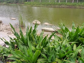 公园 春色 自然风景 河边 