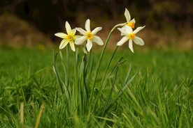 水仙花