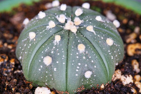 多肉植物微距摄影之星兜仙人球