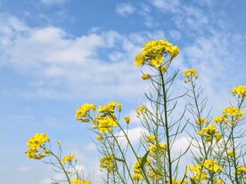 菊花背景