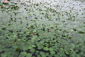 睡莲