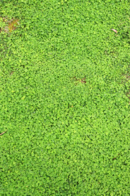 绿草地
