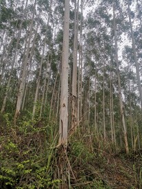 橡胶树