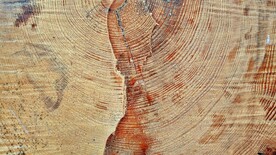 木纹年轮背景