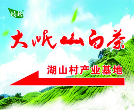 大岷山白茶