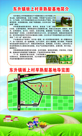 早熟梨