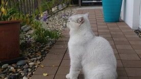 猫玩花