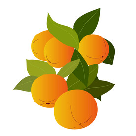 橙子 