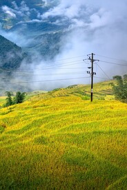 梯田上的电线杆