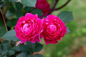 两朵红色玫瑰花