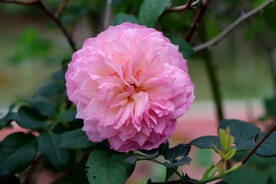 月季花