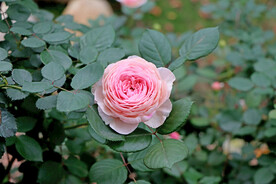 玫瑰花