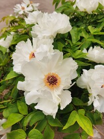 白牡丹