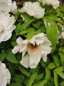 白牡丹