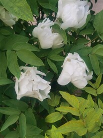 白牡丹