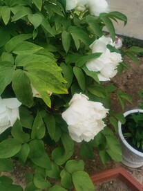 白牡丹