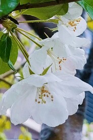 海棠花开