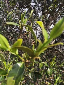 茶树茶叶