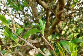 茶树茶叶