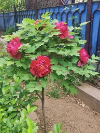 红牡丹