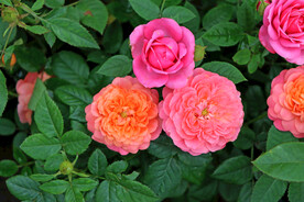 月季花