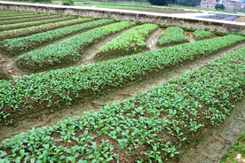 蔬菜种植