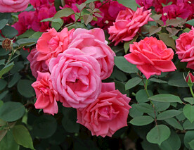 月季花