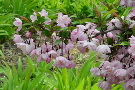 垂丝海棠花