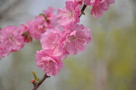 园林植物榆叶梅的花枝
