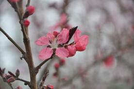 园林花灌木紫叶碧桃花朵