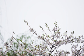 樱花枝头 春意