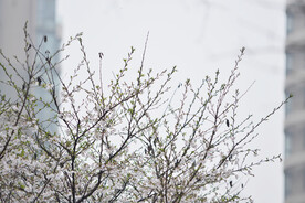 樱花枝头 春意