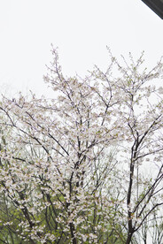  樱花枝头 春意