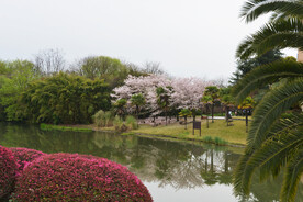 湖边春光 樱花倒影 