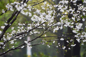 樱花枝头 春意