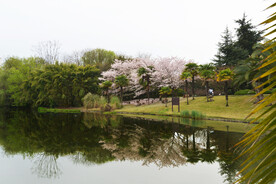 湖边春光 樱花倒影 