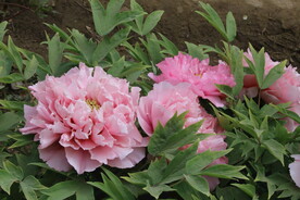 牡丹花