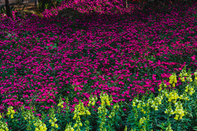 鲜花遍地