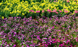 花坪