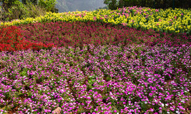 花坪