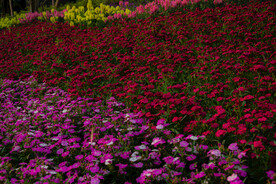 花坪