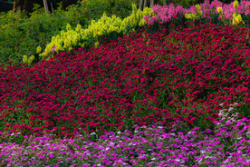花坪