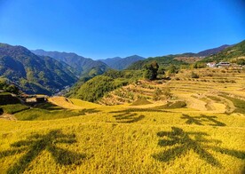 临安指南山秋天的梯田