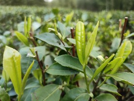 茶叶