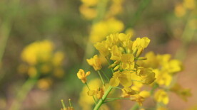 春天黄色油菜花菜籽花植物实拍
