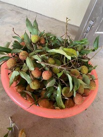 荔枝