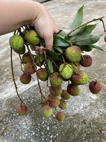 摘荔枝