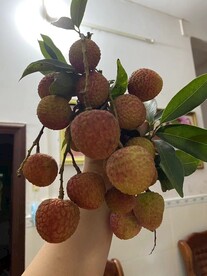 荔枝 三月红
