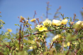 蜜蜂